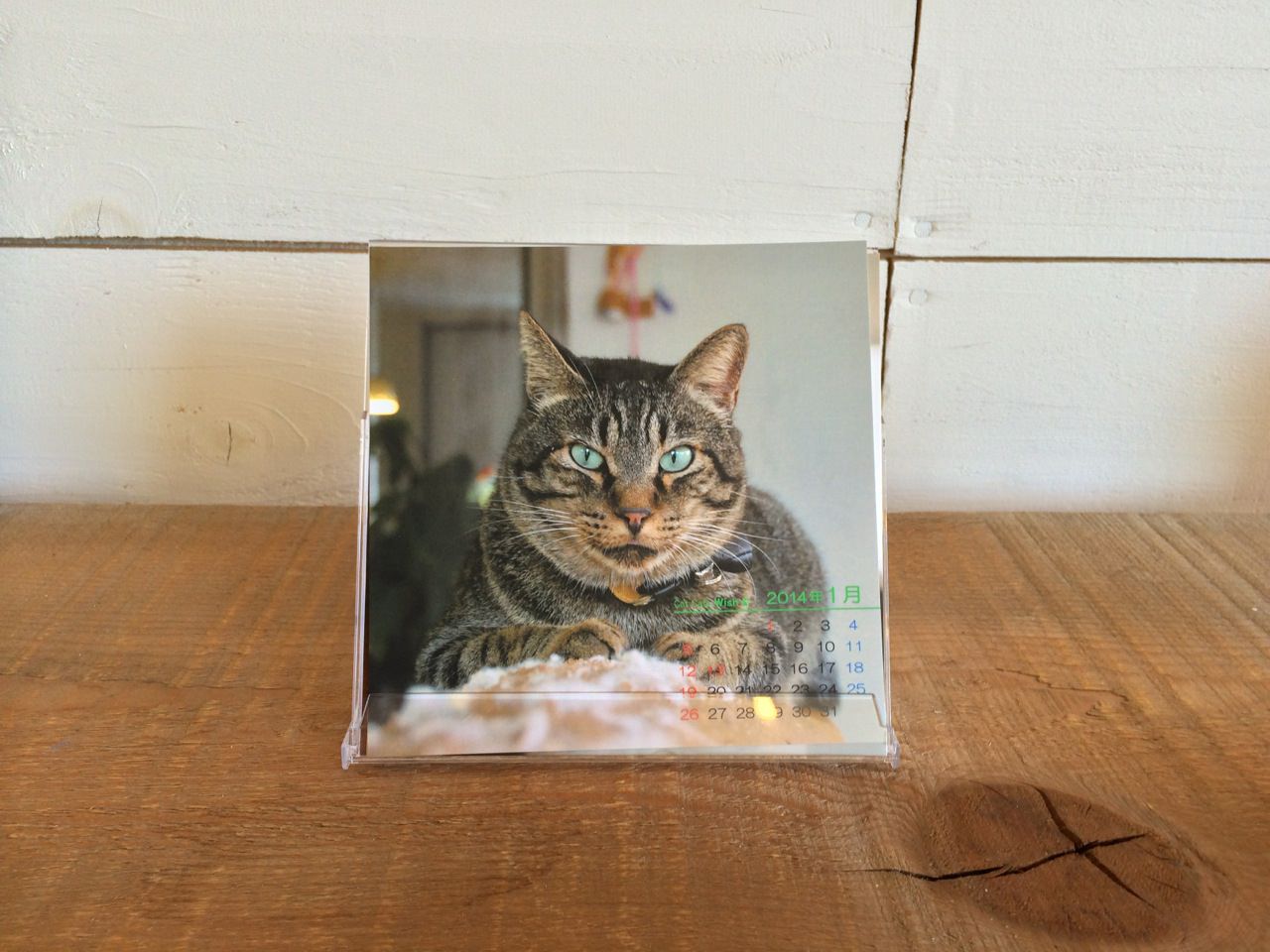 cat cafe wishさんの保護猫カレンダーが入荷しました。