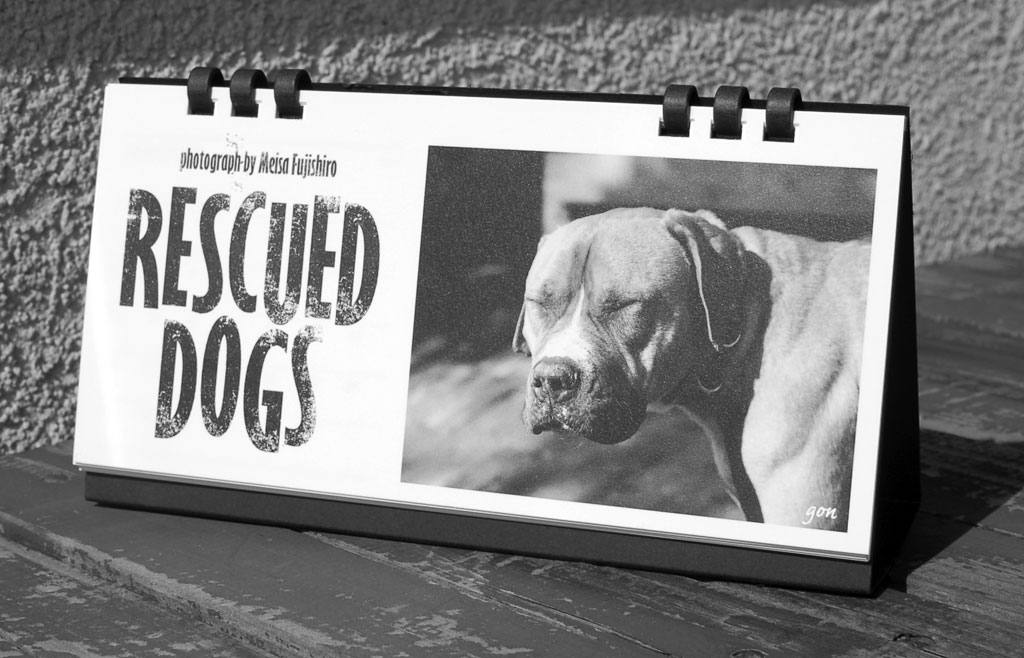 KDP 保護犬カレンダー 2013 入荷しました。