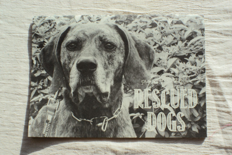 KDPカレンダー　保護犬